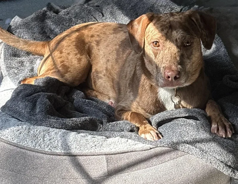 Daffodil thumbnail 5