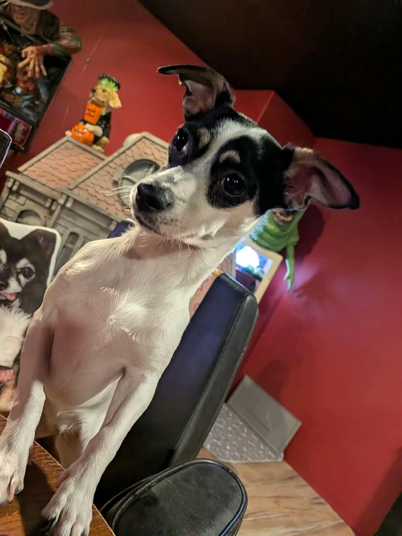 Biscuits thumbnail 2