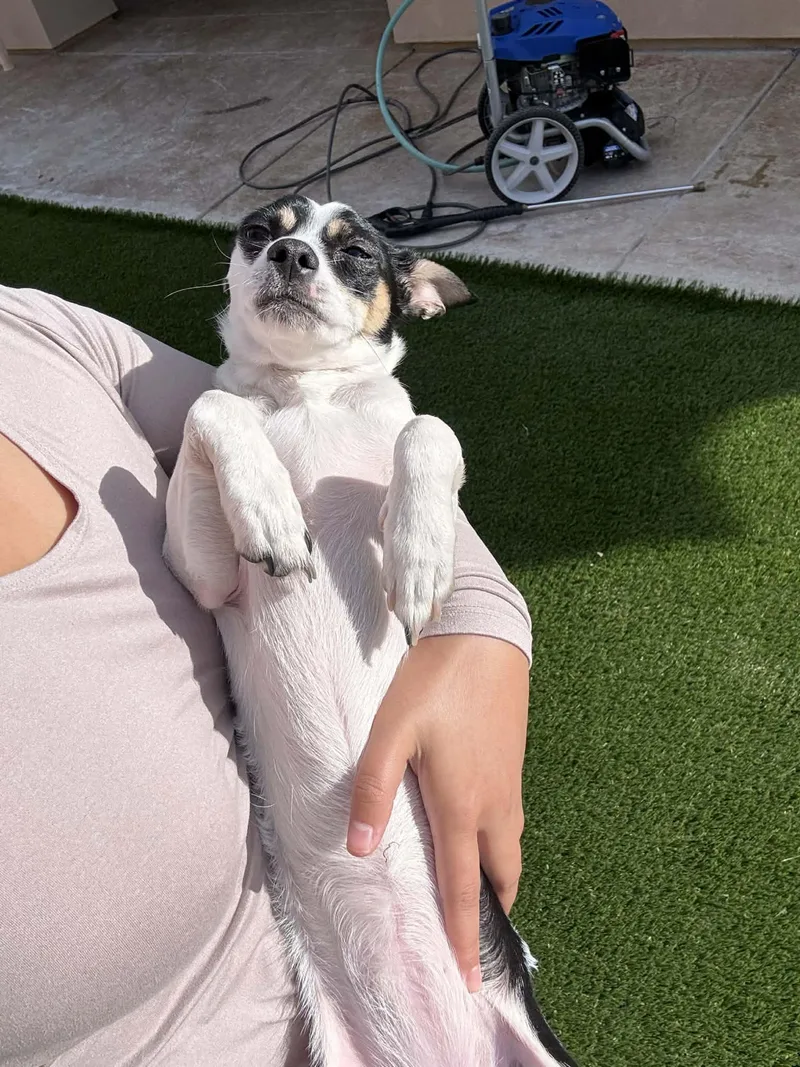 Biscuits thumbnail 3