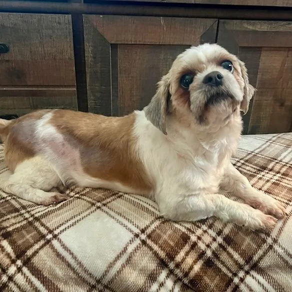 Shihihra Knightly thumbnail 2