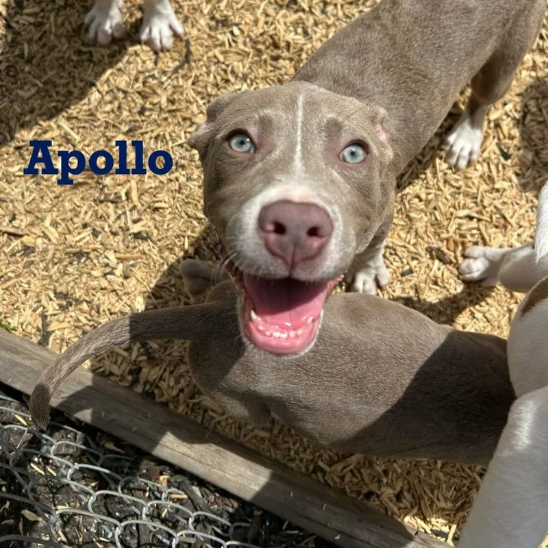A baby medium-sized male Yellow / Tan / Blond / Fawn American Staffordshire Terrier dog named Apollo for adoption in Spring, TX