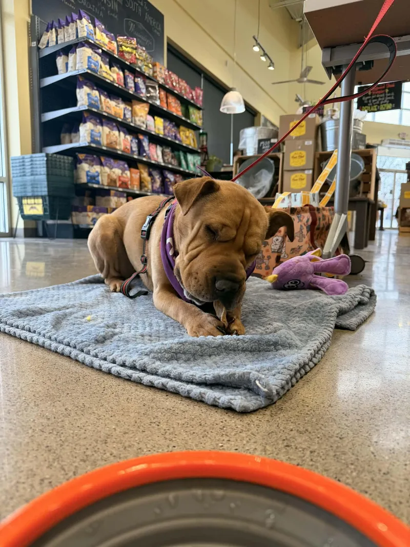 Penny Lane thumbnail 2