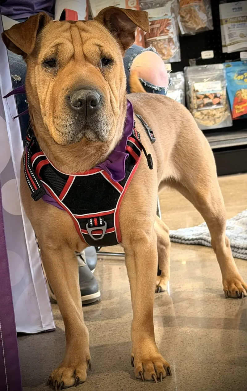 Penny Lane thumbnail 3