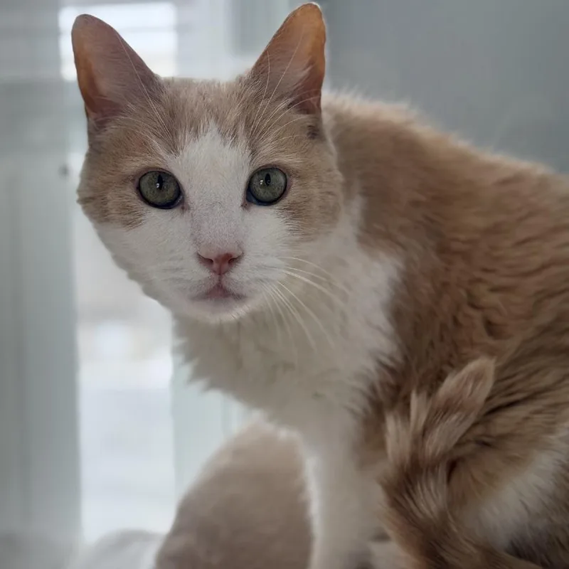 Chuck Norris thumbnail 2