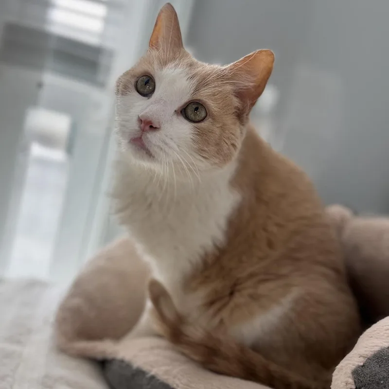 Chuck Norris thumbnail 3