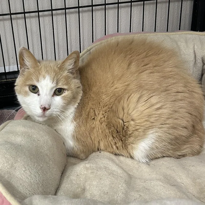 Chuck Norris thumbnail 4