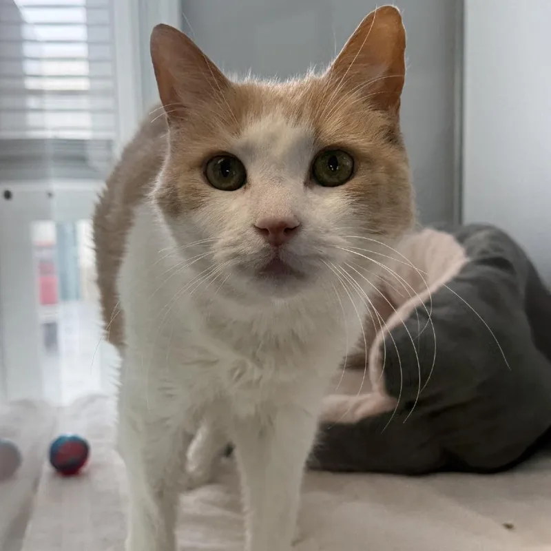 Chuck Norris thumbnail 5