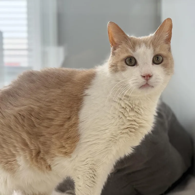 Chuck Norris thumbnail 6