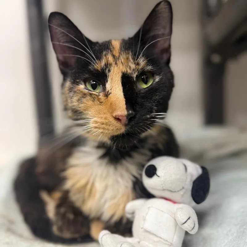 Cocktail thumbnail 2