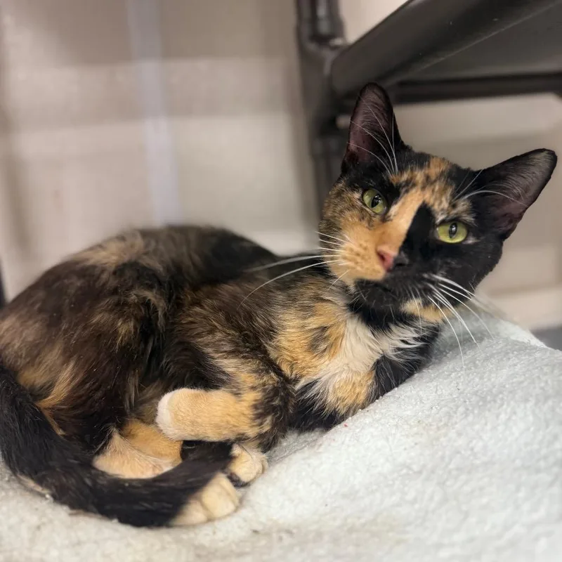 Cocktail thumbnail 3