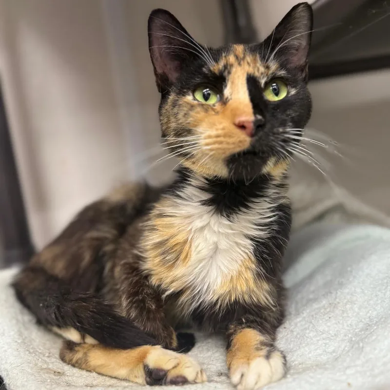 Cocktail thumbnail 4