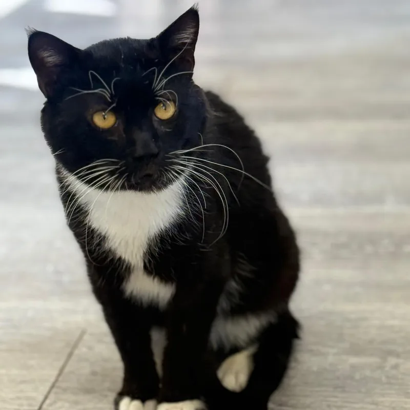 Fishy Glub Glub thumbnail 2