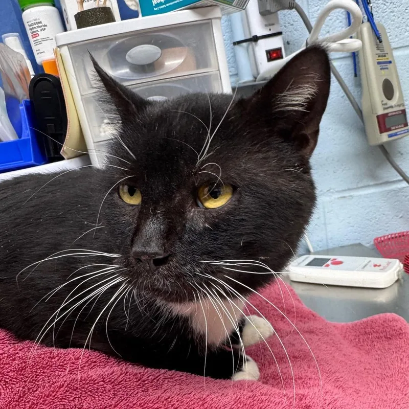 Fishy Glub Glub thumbnail 3