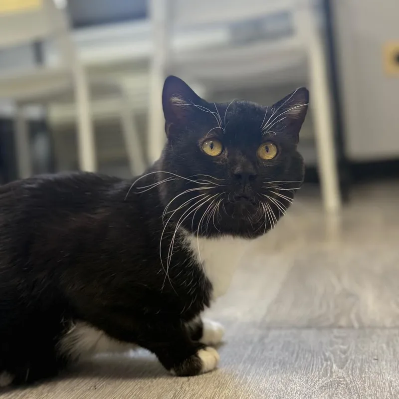 Fishy Glub Glub thumbnail 4