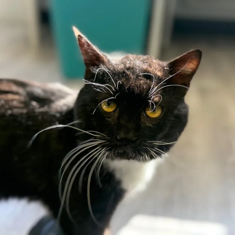 Fishy Glub Glub thumbnail 5