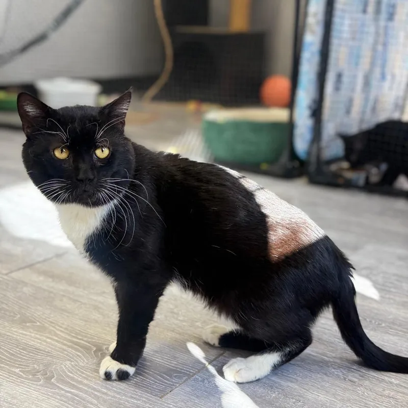 Fishy Glub Glub thumbnail 6