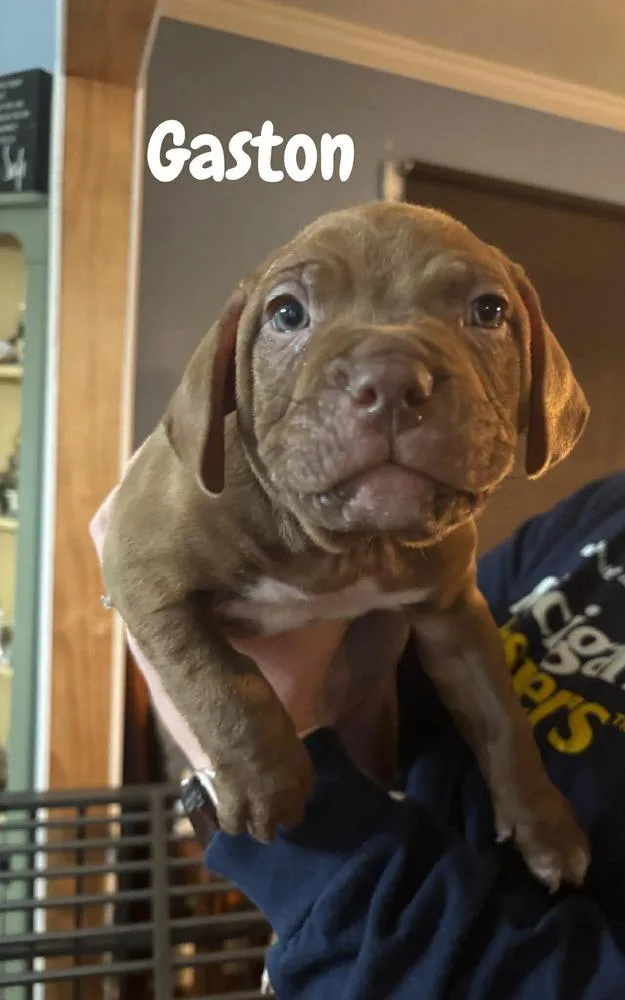 Gaston