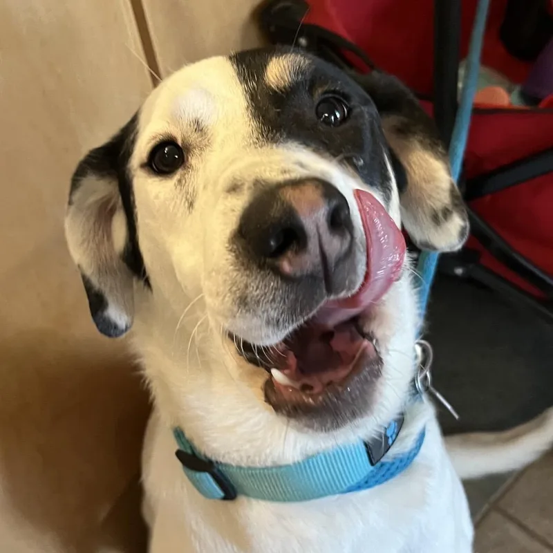 Cheesecake thumbnail 2