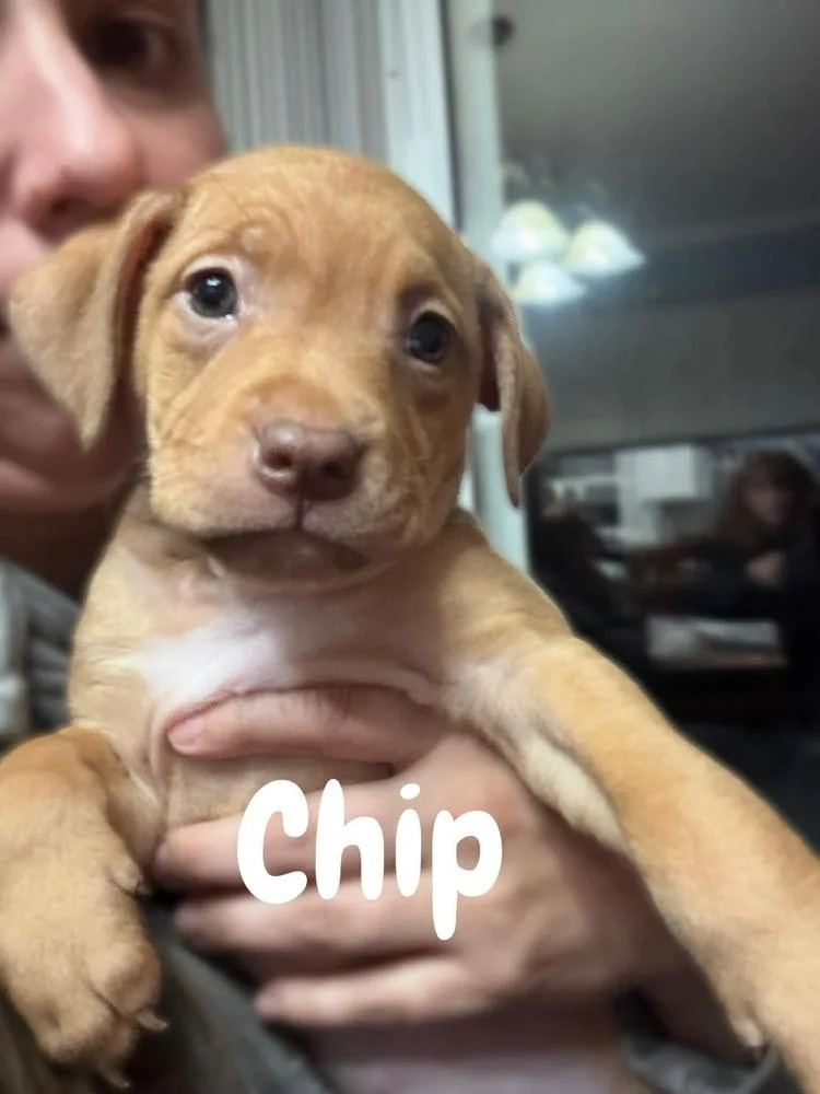 Chip