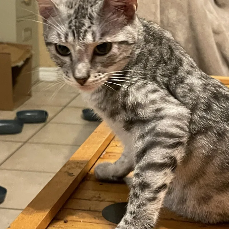 Leonardo thumbnail 2