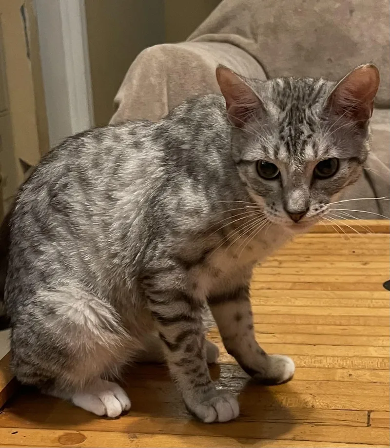 Leonardo thumbnail 3