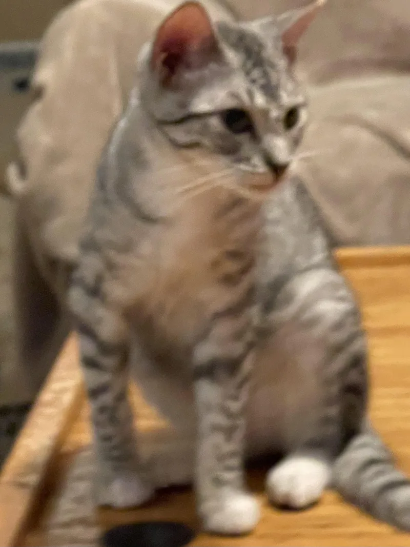 Leonardo thumbnail 4