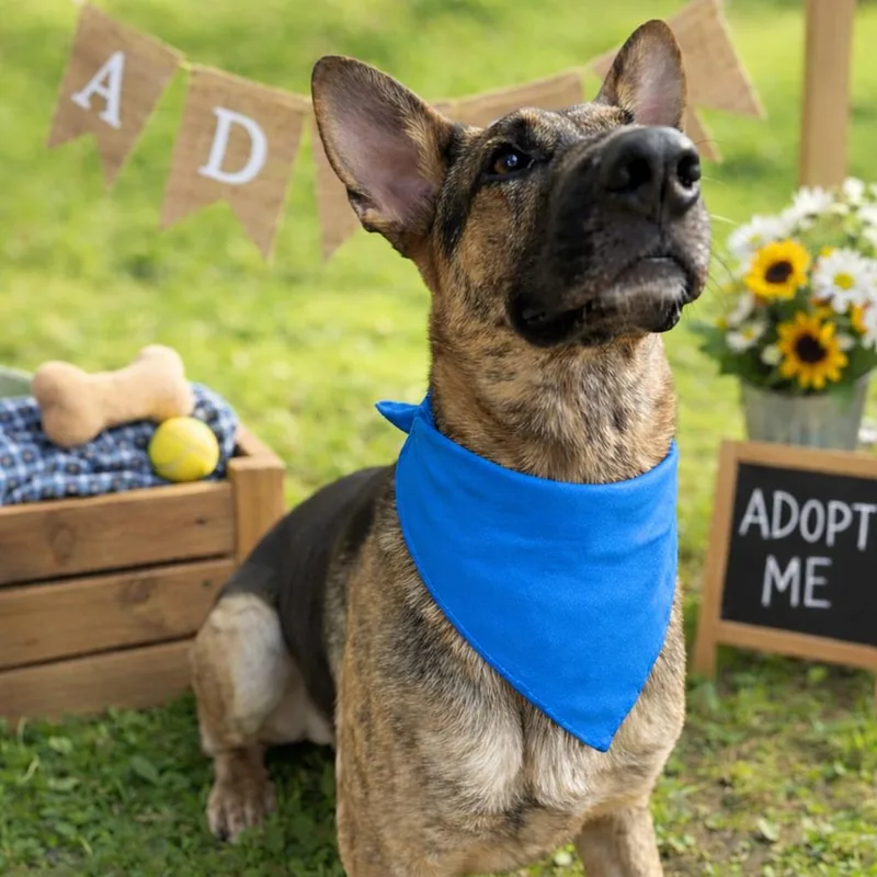 Chucks Gs thumbnail 3