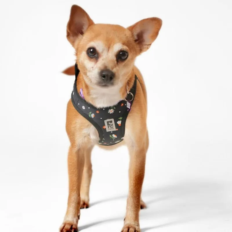 Lucky Star thumbnail 2