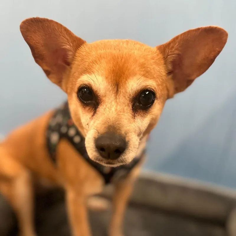 Lucky Star thumbnail 3