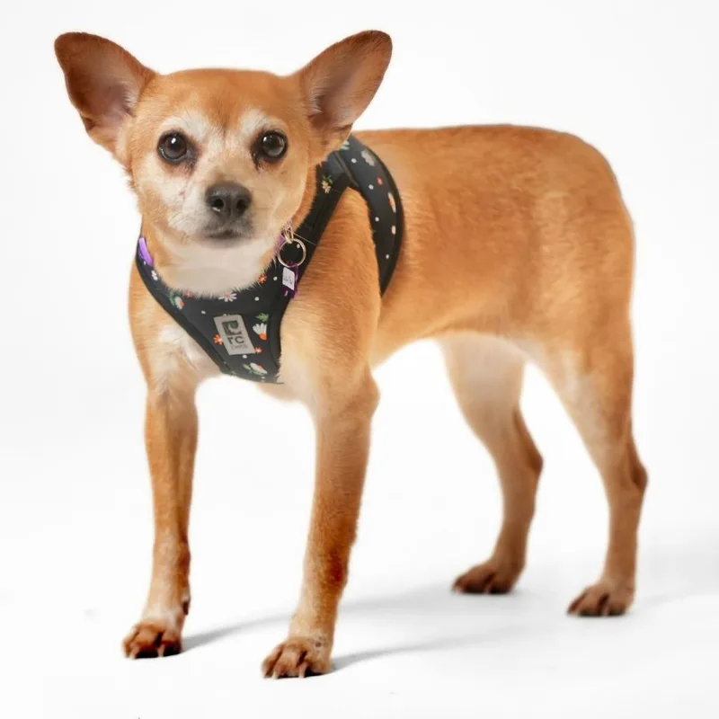 Lucky Star thumbnail 4