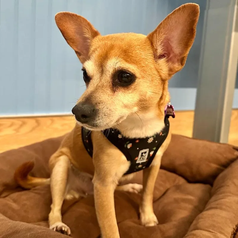 Lucky Star thumbnail 5