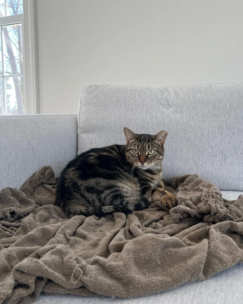 Tiger  A Green thumbnail 2