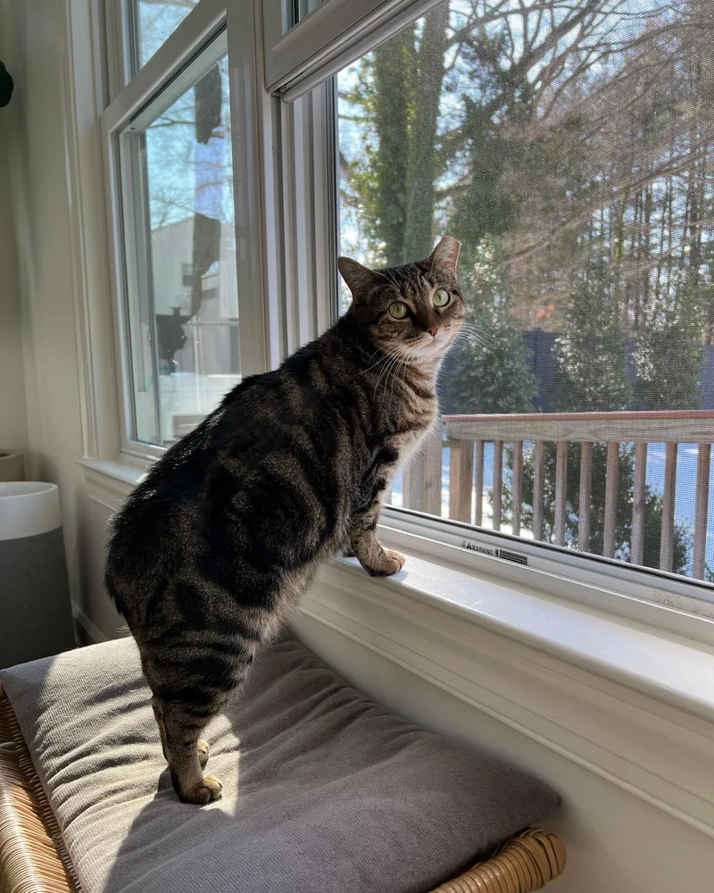 Tiger  A Green thumbnail 3