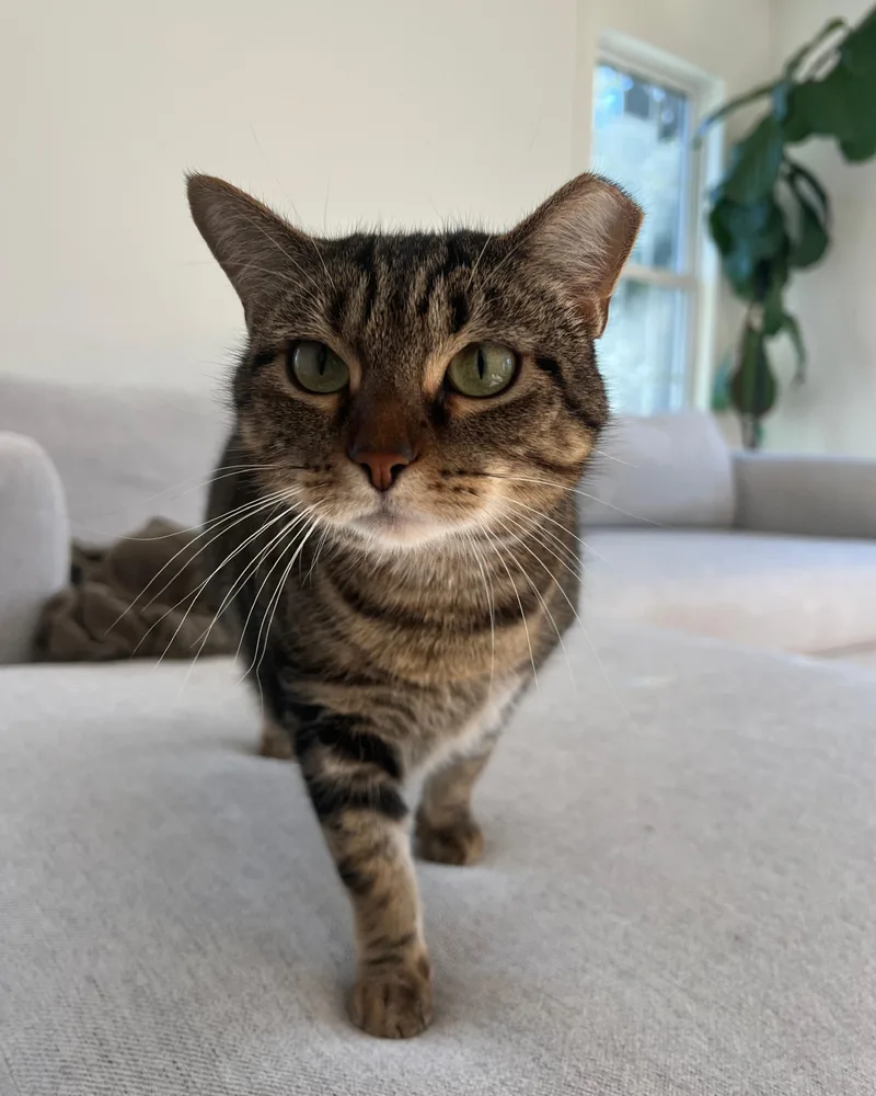 Tiger  A Green thumbnail 5