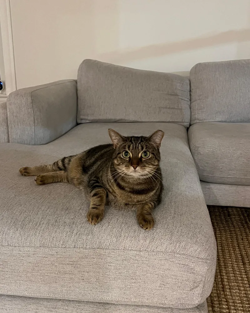 Tiger  A Green thumbnail 6