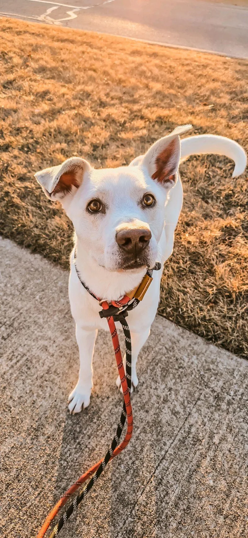 Benedict thumbnail 2