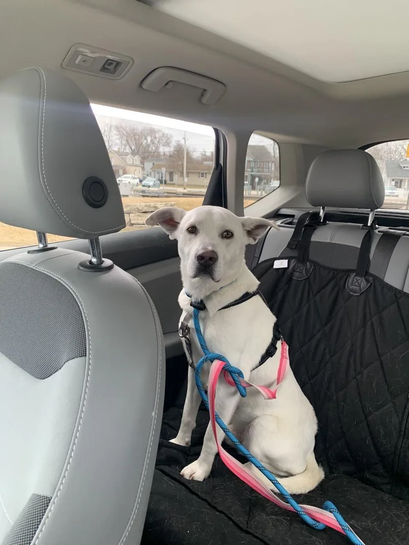 Benedict thumbnail 3