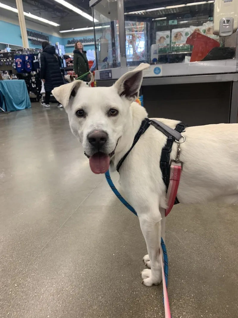 Benedict thumbnail 4