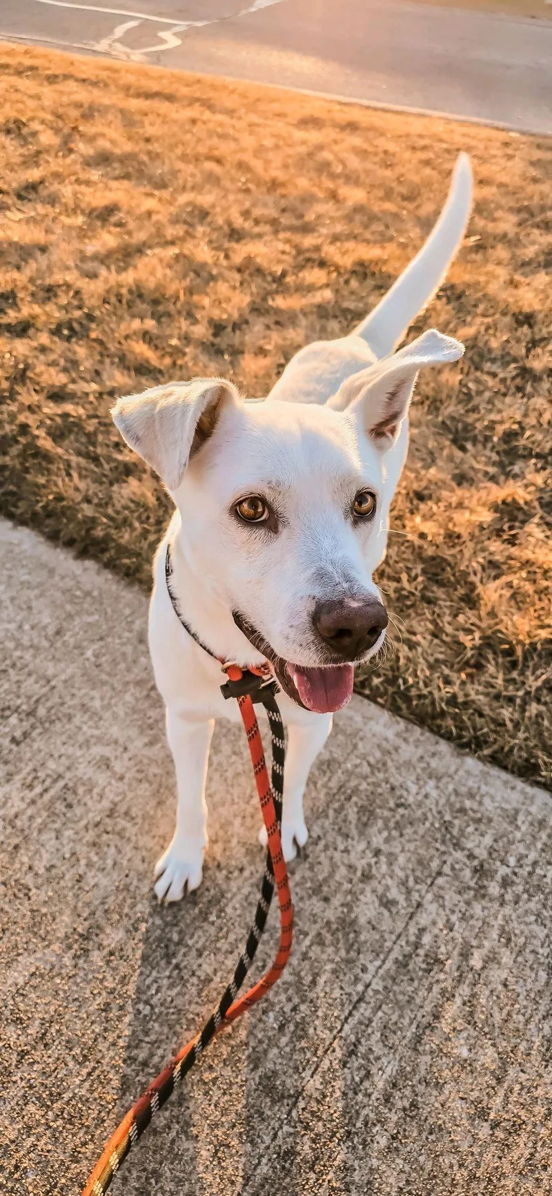 Benedict thumbnail 5