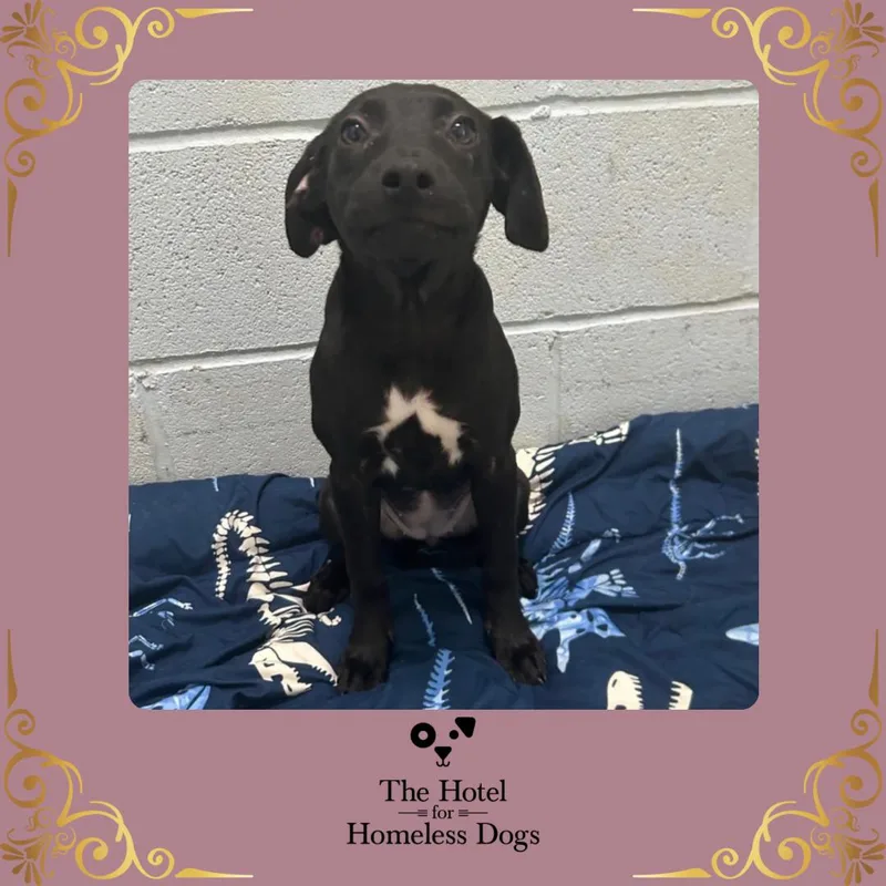 A baby medium-sized female Black Labrador Retriever dog named Penelope for adoption in Cumberland, RI