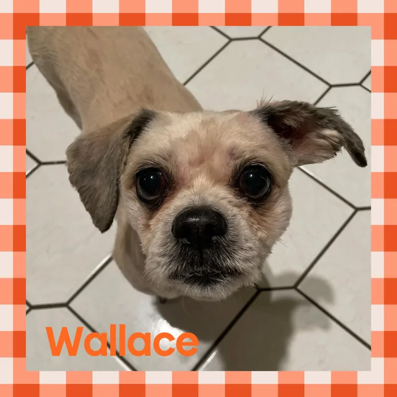 Wallace