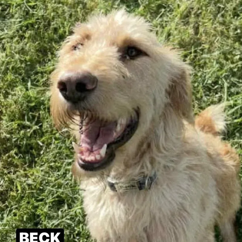 Beck thumbnail 3