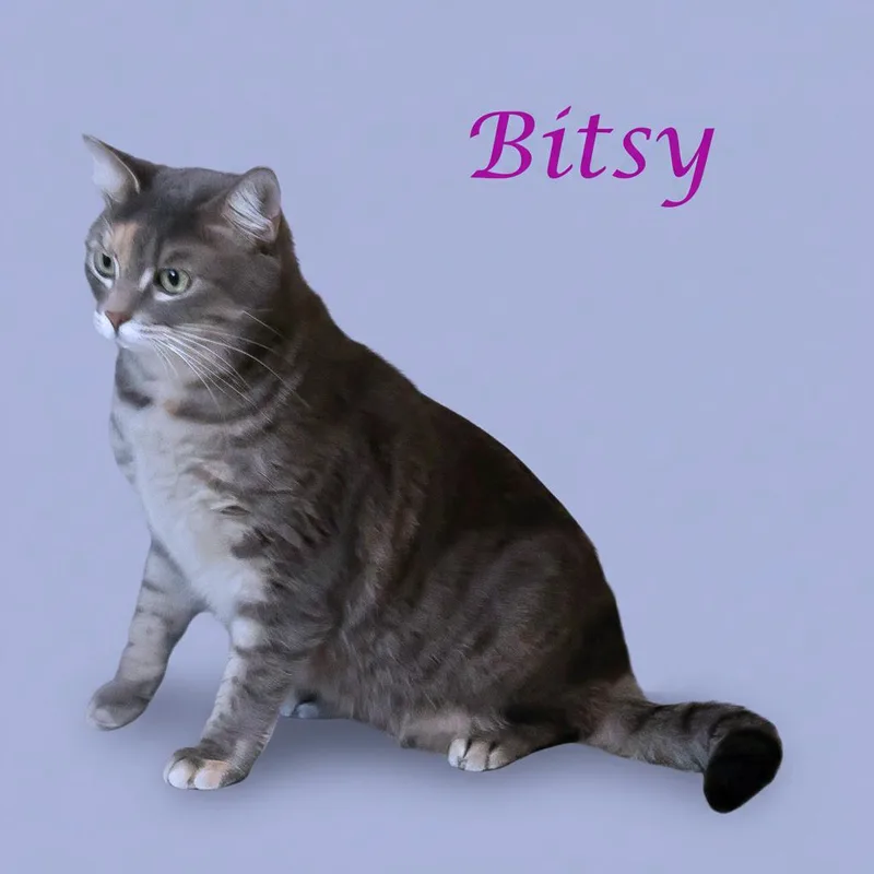 Bitsy C