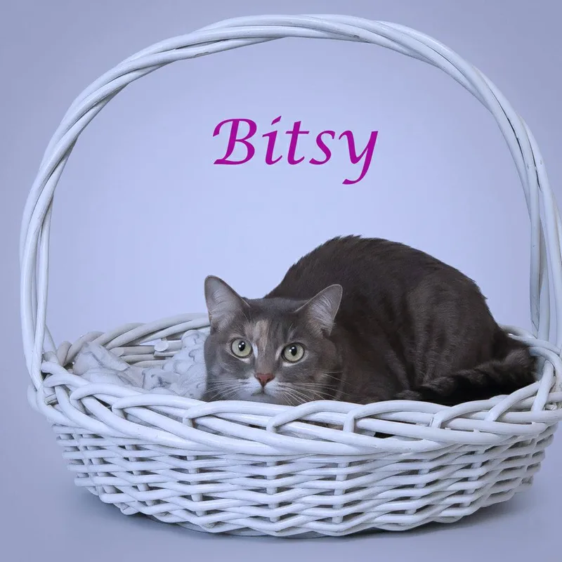 Bitsy C thumbnail 2
