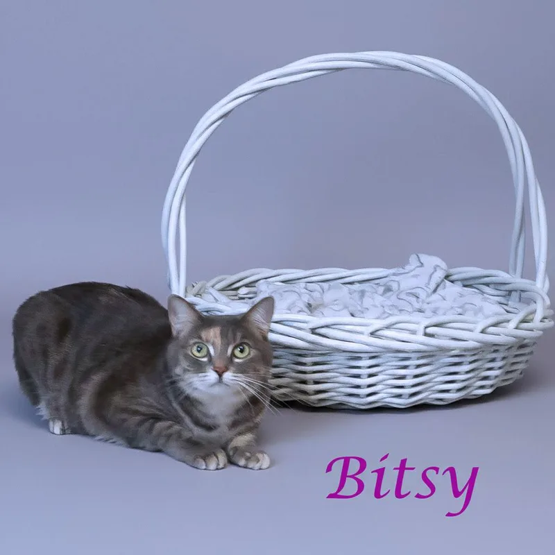 Bitsy C thumbnail 4
