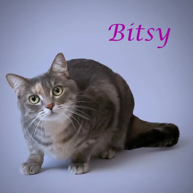 Bitsy C thumbnail 5