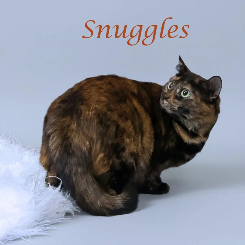 Snuggles C thumbnail 2