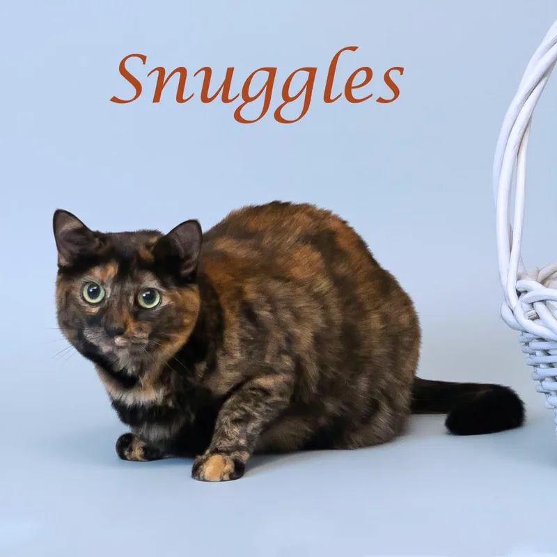 Snuggles C thumbnail 3