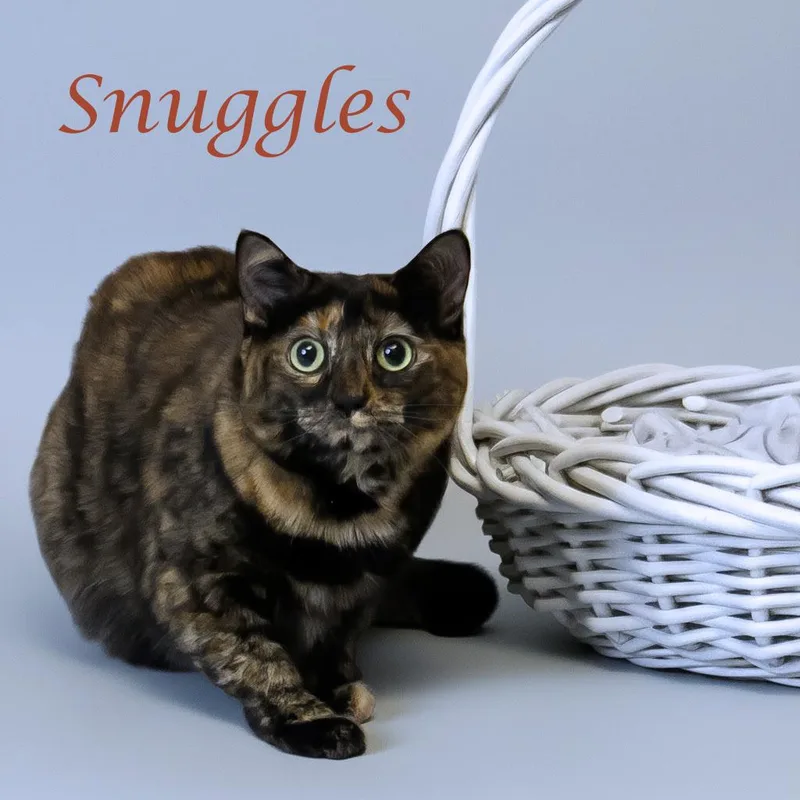 Snuggles C thumbnail 5