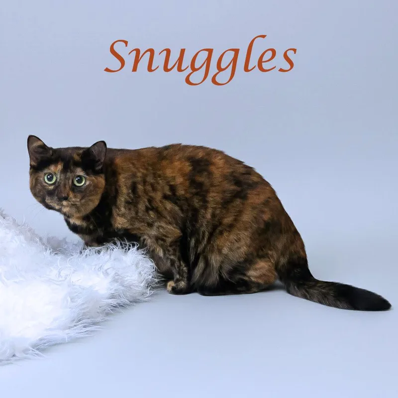 Snuggles C thumbnail 6